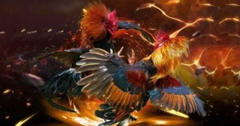 Điểm nổi bật khi tham gia Đá gà VN88